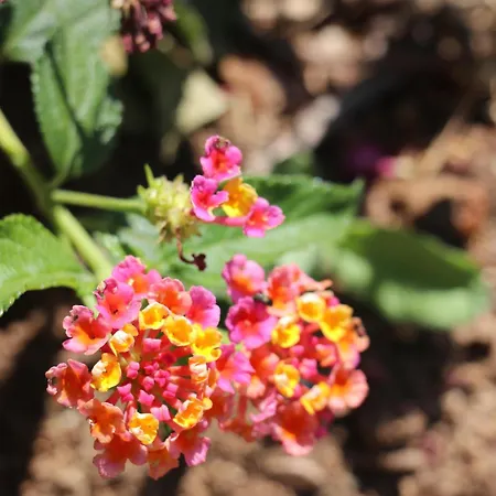 Casa vacanze Mesomax - Vue Mer, Piscine, Proche De La - Rdc