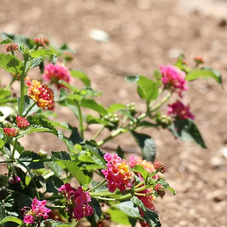Mesomax - Vue Mer, Piscine, Proche De La - Rdc * Carqueiranne