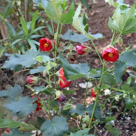 Casa de Férias Mesomax - Vue Mer, Piscine, Proche De La - Rdc *